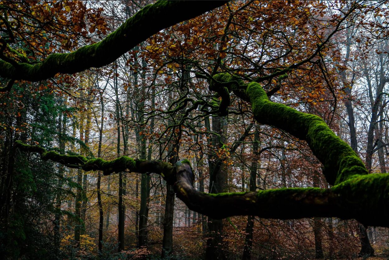 Mindfulness training Apeldoorn